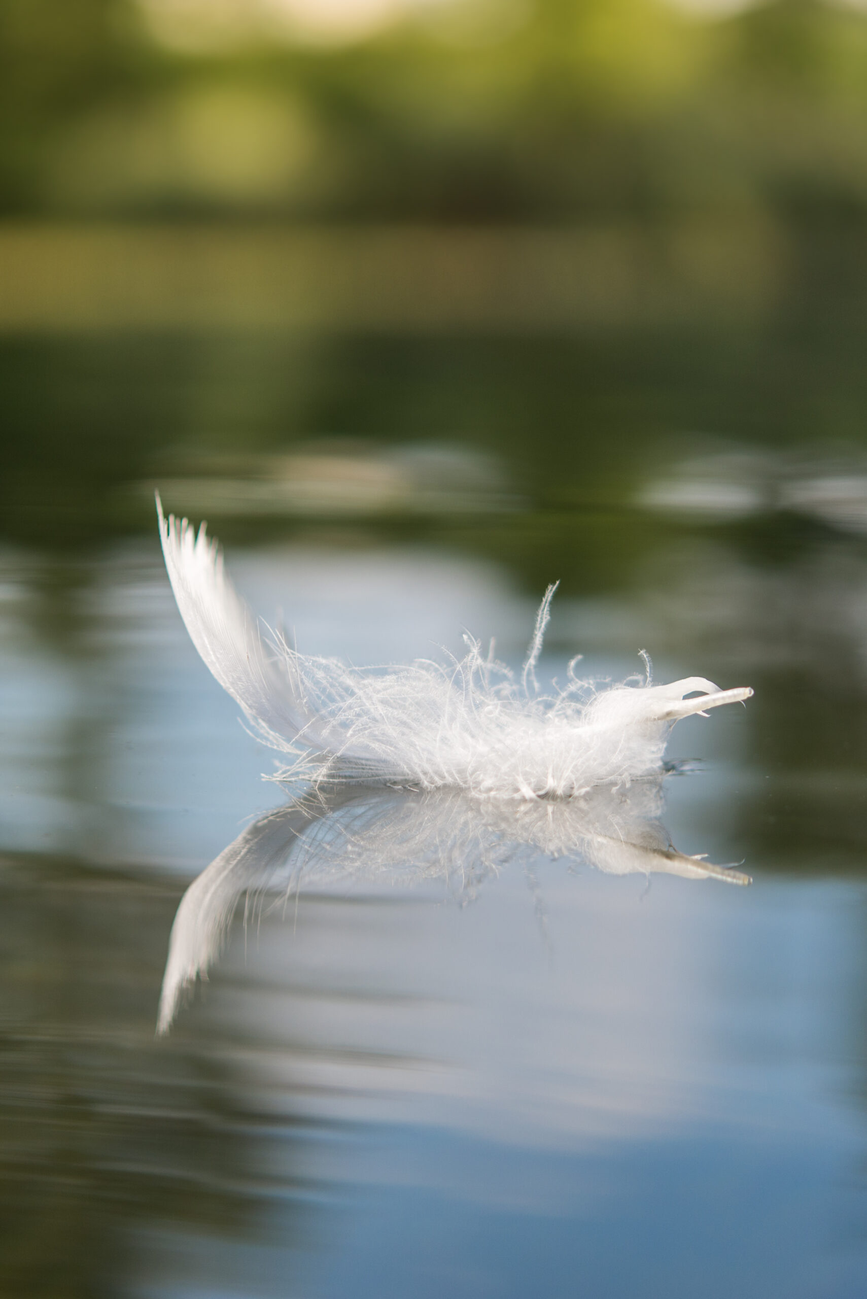 feather